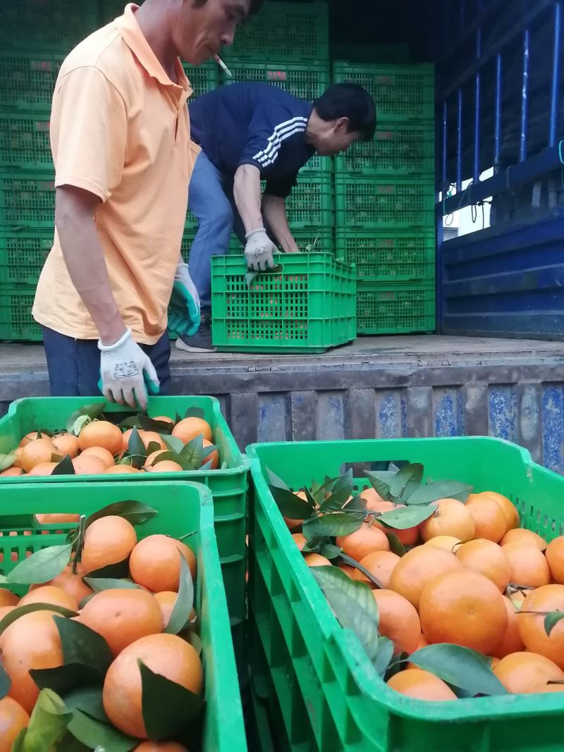 柑橘沃柑大量上市.