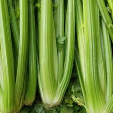 山东定陶精品优质西芹