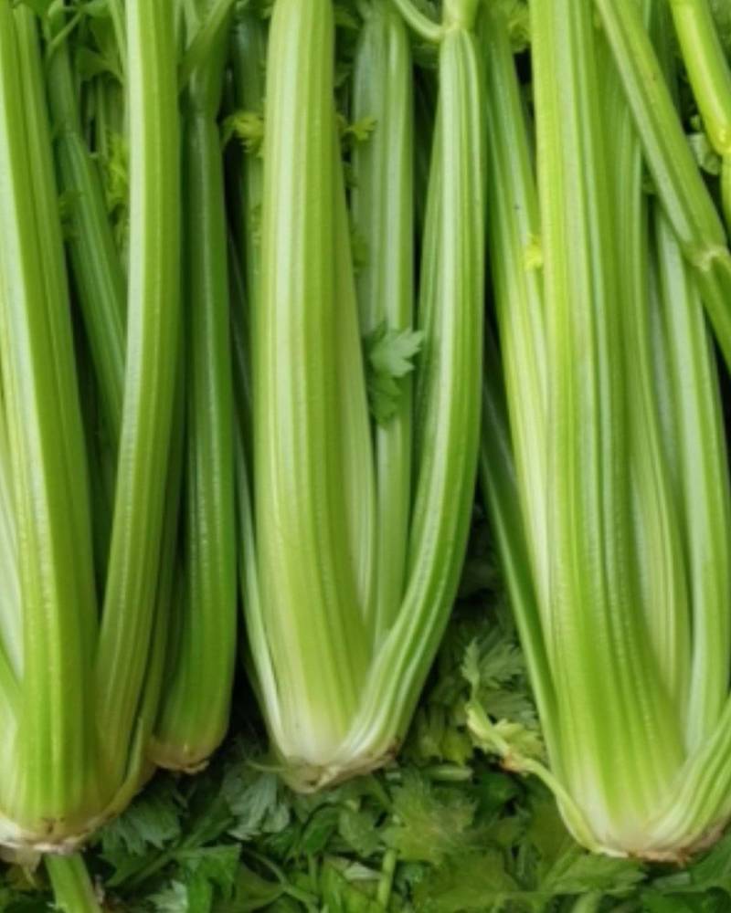 山东定陶精品优质西芹