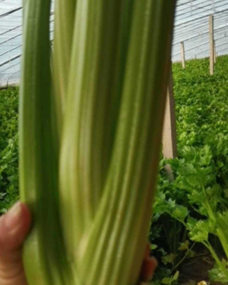 山东定陶精品优质西芹