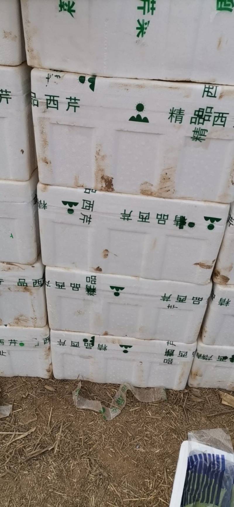 山东定陶精品优质西芹