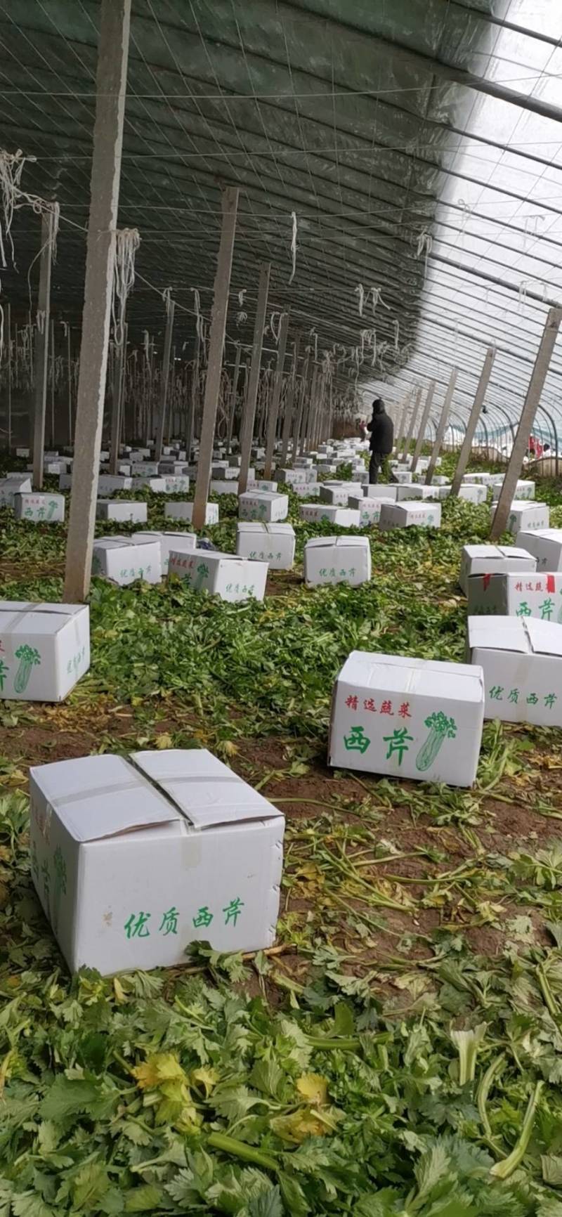 山东定陶精品优质西芹