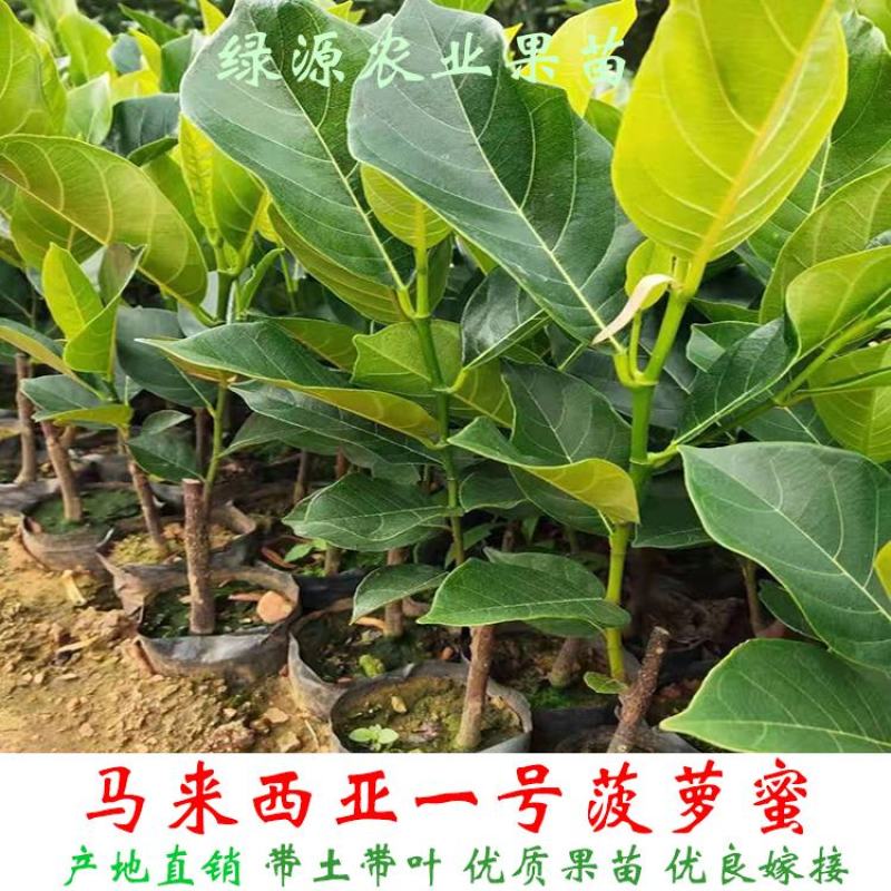 波夢密马来西亚1号波萝密苗泰国12号8号红肉菠萝蜜木菠萝