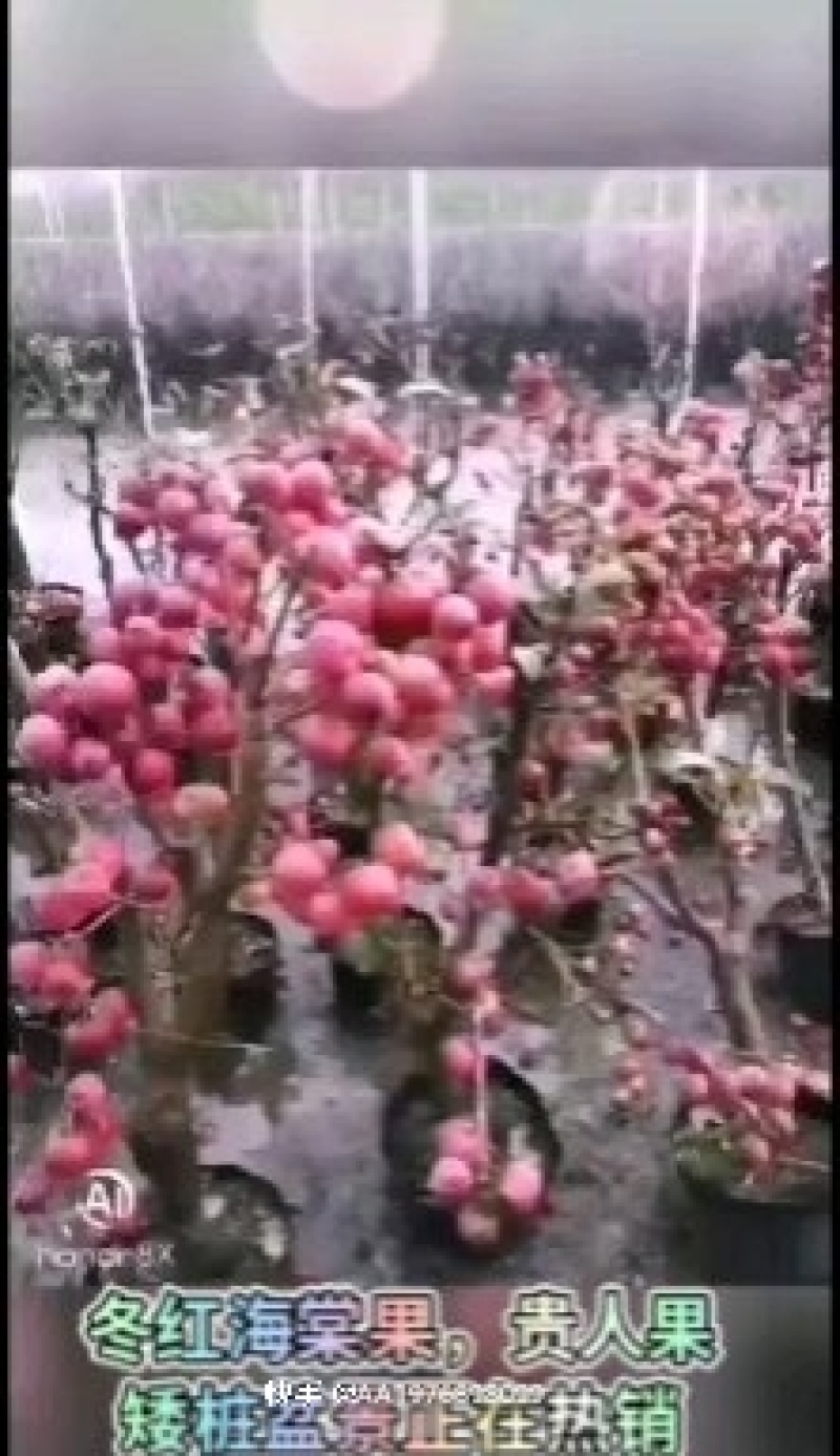 山东省临沂市河东区冬红海棠北美海棠系列木瓜品景实地拍摄