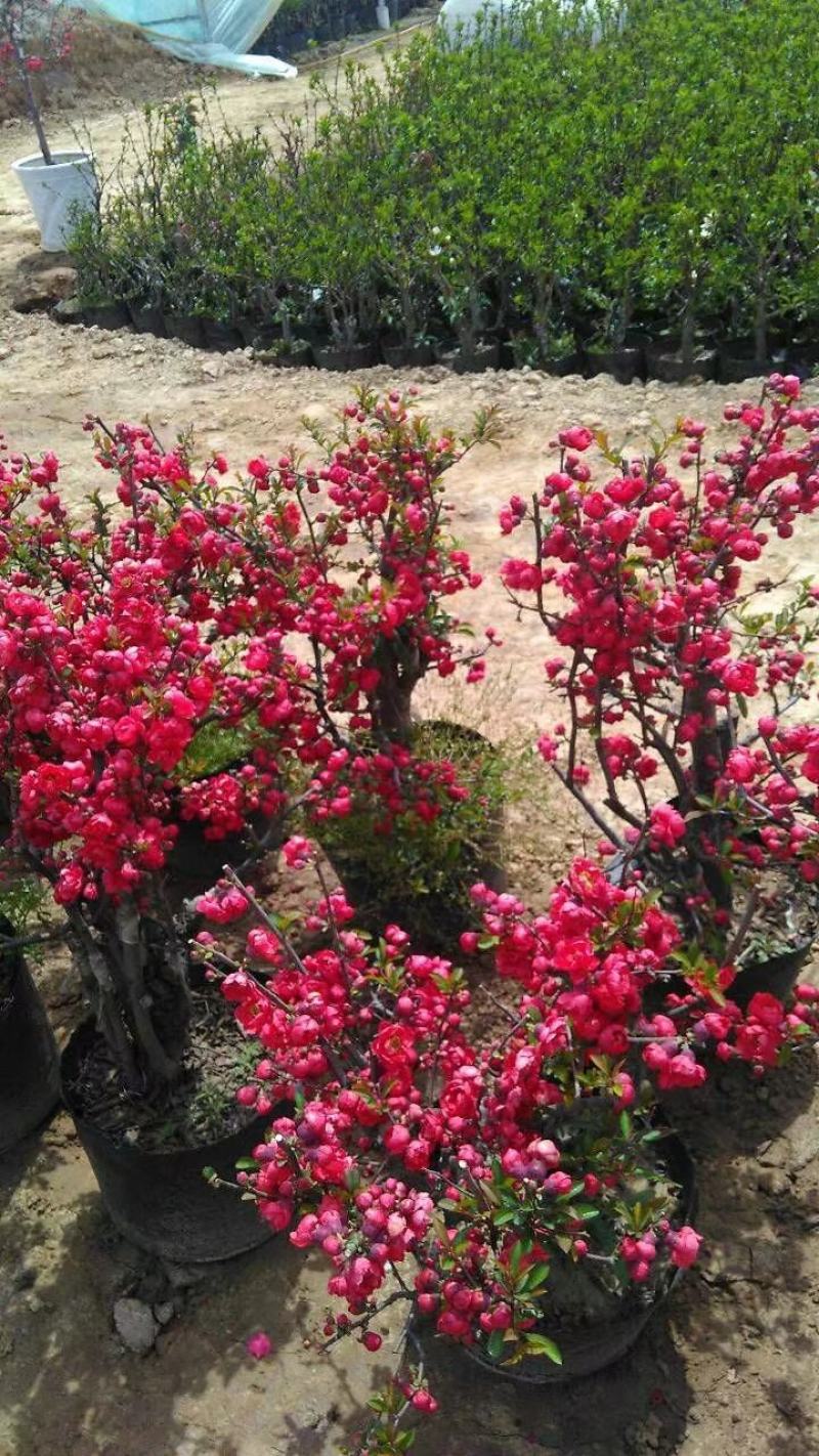 山东省临沂市河东区冬红海棠北美海棠系列木瓜品景实地拍摄