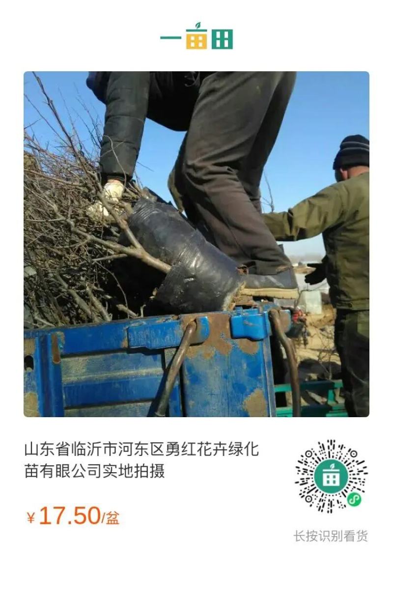 山东省临沂市河东区冬红海棠北美海棠系列木瓜品景实地拍摄