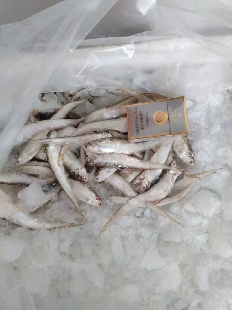 毛刀，诚信经营，刁子鱼