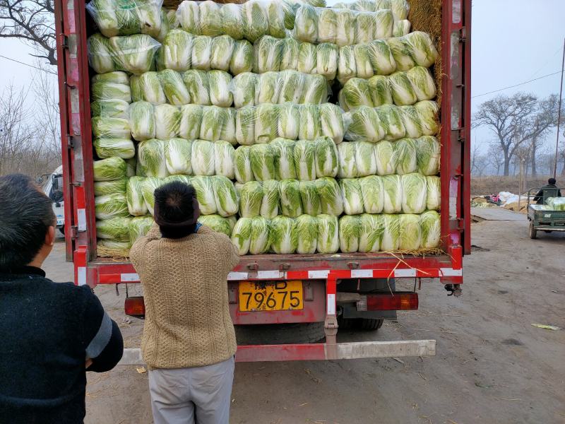 青杂三号白菜量大，走市场，冷库储存都可以。