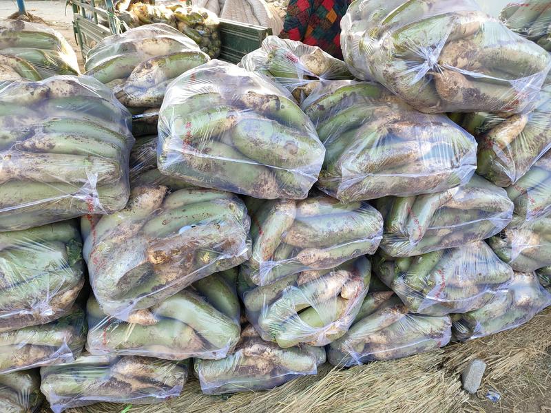 青头萝卜大量上市，单个4斤左右，价格稳定。