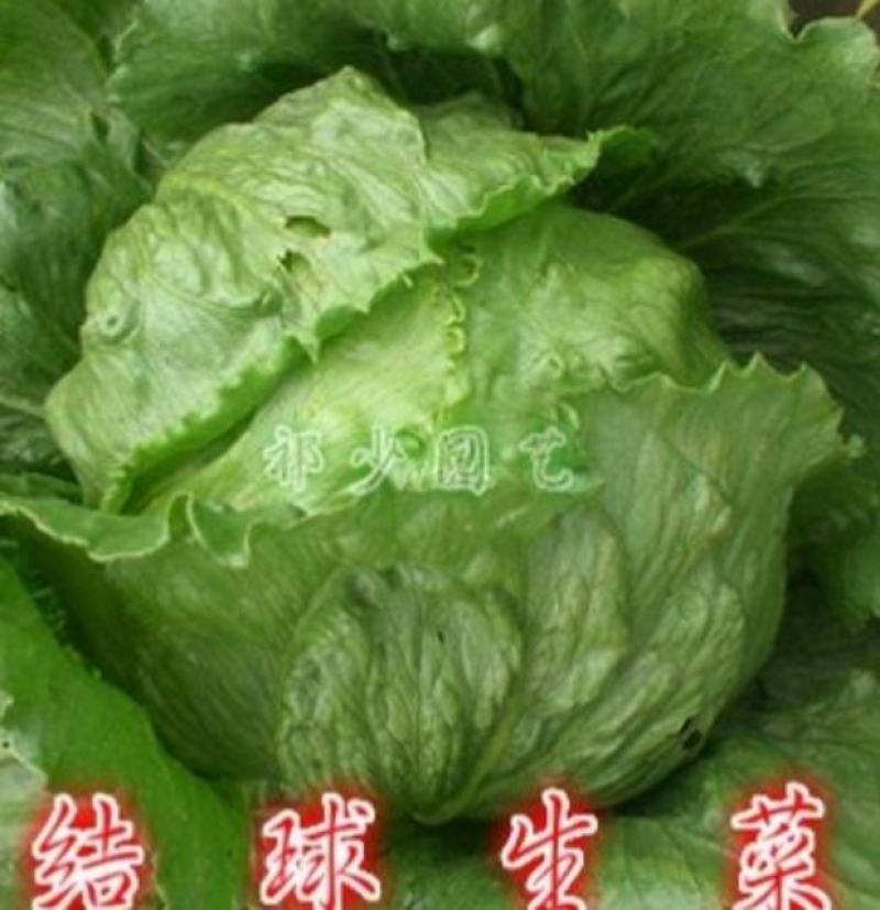 我处有100亩，蔬菜，结球生菜