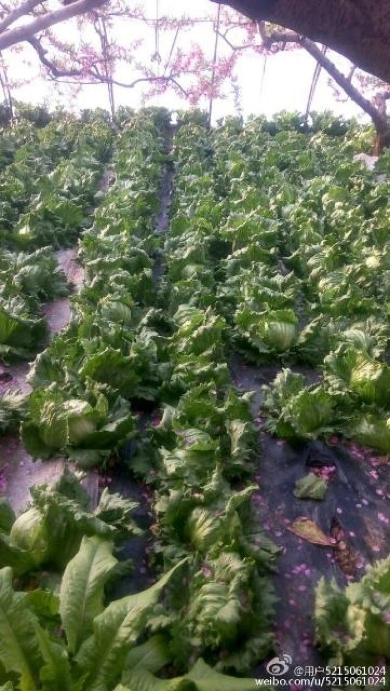 我处有100亩，蔬菜，结球生菜