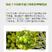 橄榄茶籽核桃食用植物调和油5升非转基因核桃油山茶橄榄油
