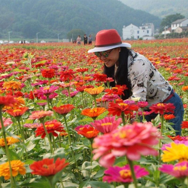 百日草花种子庭院种子四季易种室外阳台花籽子四季易种活开花