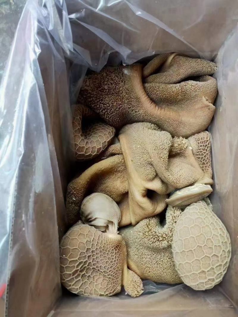 （熟羊肚）（价格便宜）免洗羊毛肚黑黄箱装自己加工厂