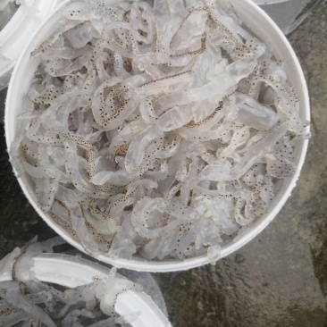 广东花丝，口感好，酒店专用，**酒店市场，一件可发