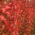 全国发货彩叶豆梨秋火焰自家苗圃优质品种保证成活率
