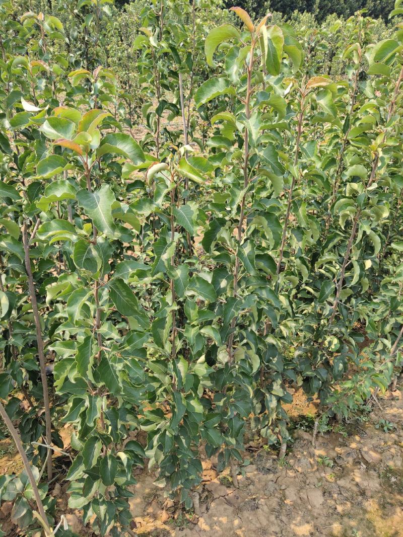 全国发货彩叶豆梨秋火焰自家苗圃优质品种保证成活率