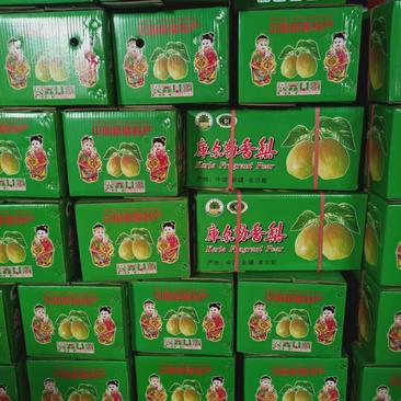 河北石家庄辛集红香酥梨个头大果形好提供箱装入口化渣纸袋膜袋