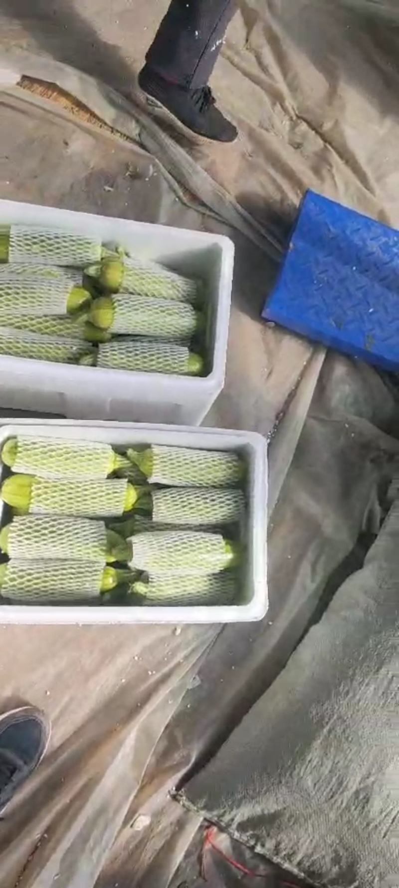 山东优质西葫芦产地直销质量保证视频对接量大从优
