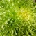 【推荐】AA精品苦菊，小叶黄心优质叶菜大量供应一手货
