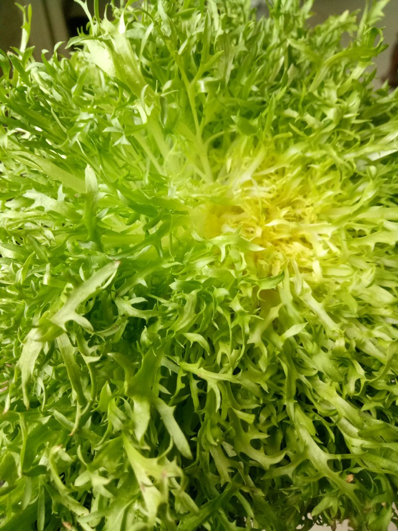 【推荐】AA精品苦菊，小叶黄心优质叶菜大量供应一手货