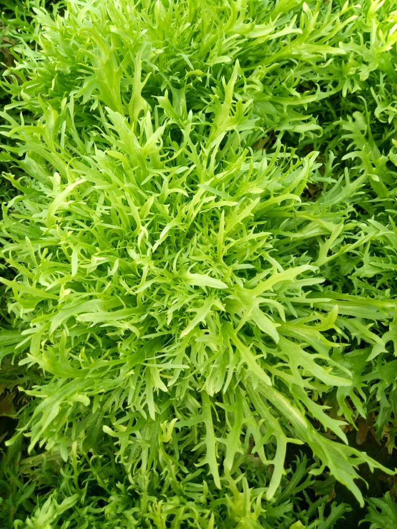 【推荐】AA精品苦菊，小叶黄心优质叶菜大量供应一手货