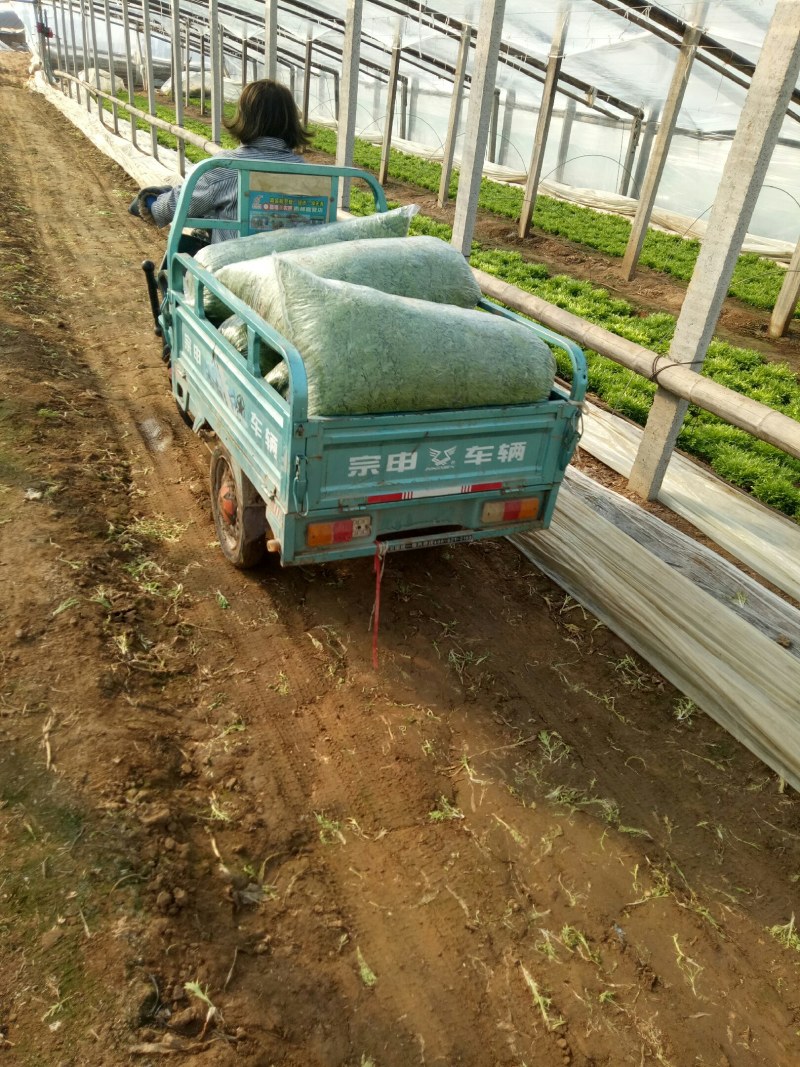 【推荐】AA精品苦菊，小叶黄心优质叶菜大量供应一手货