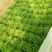【推荐】AA精品苦菊，小叶黄心优质叶菜大量供应一手货