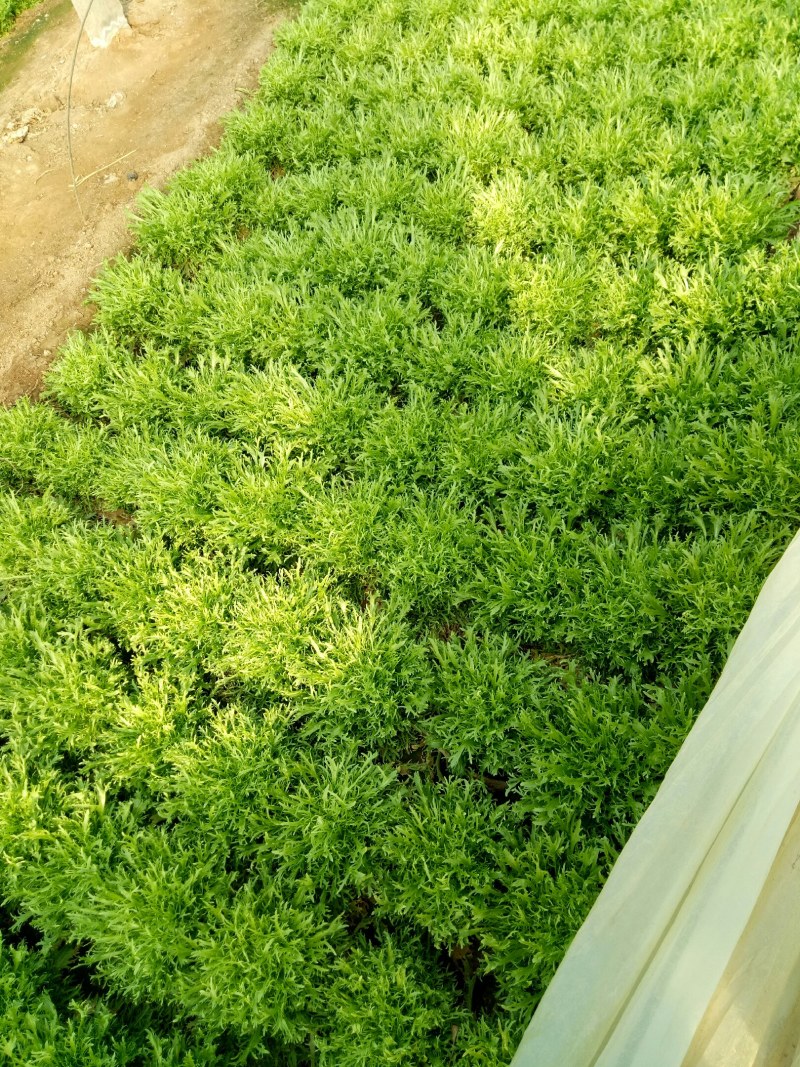 【推荐】AA精品苦菊，小叶黄心优质叶菜大量供应一手货