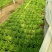【推荐】AA精品苦菊，小叶黄心优质叶菜大量供应一手货