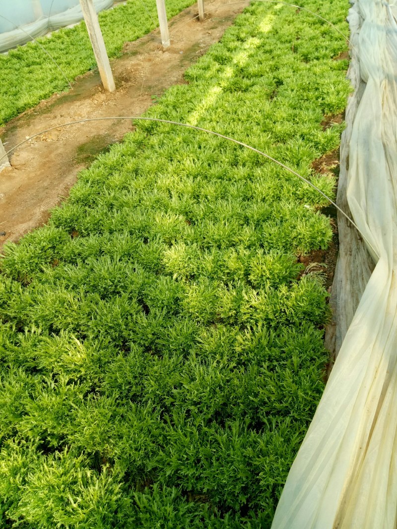 【推荐】AA精品苦菊，小叶黄心优质叶菜大量供应一手货