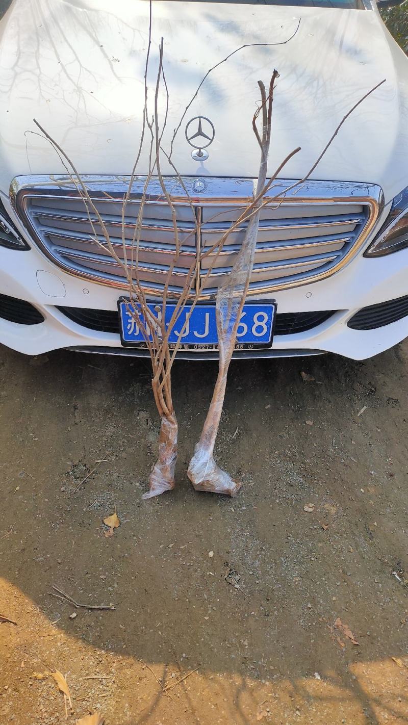 紫藤花树苗爬藤植物庭院围墙四季开花盆栽花苗绿植花卉