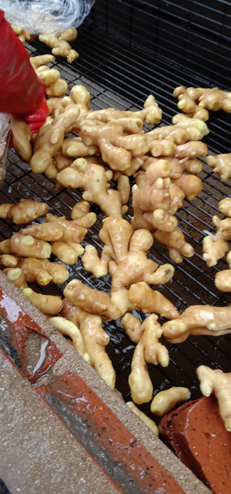 鲜姜出售，饱满厚实。