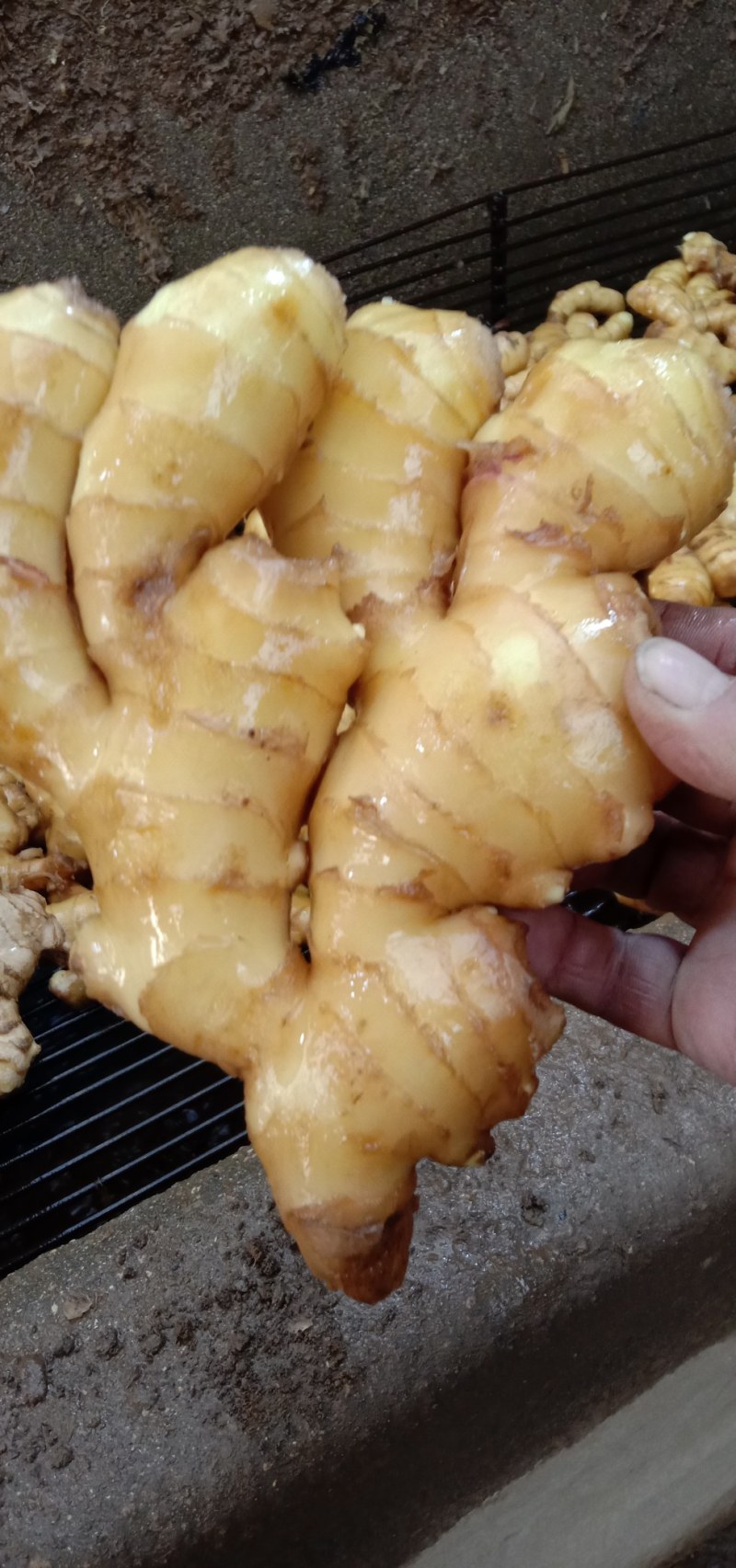 鲜姜出售，饱满厚实。