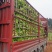 四川本地儿菜大量供应