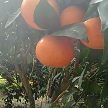 正宗自家果园种植的沃柑果大皮薄肉厚多汁味道香甜