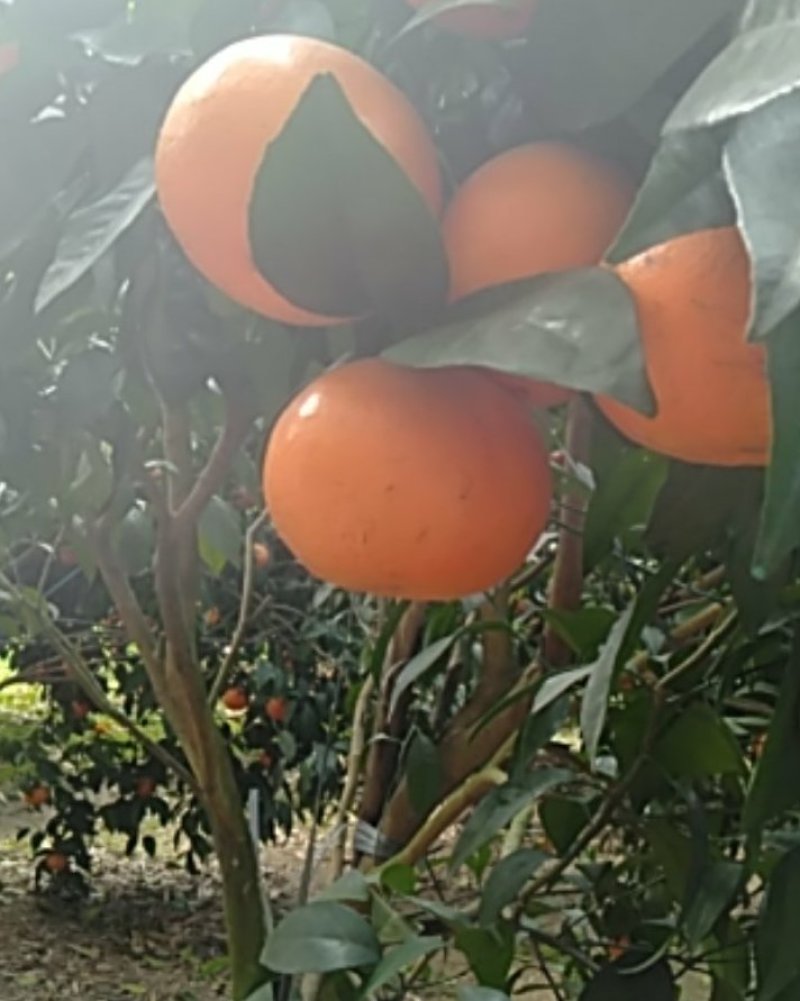 正宗自家果园种植的沃柑果大皮薄肉厚多汁味道香甜