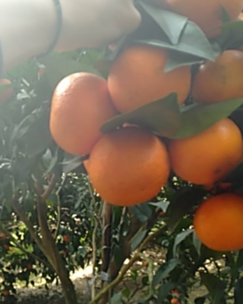 正宗自家果园种植的沃柑果大皮薄肉厚多汁味道香甜
