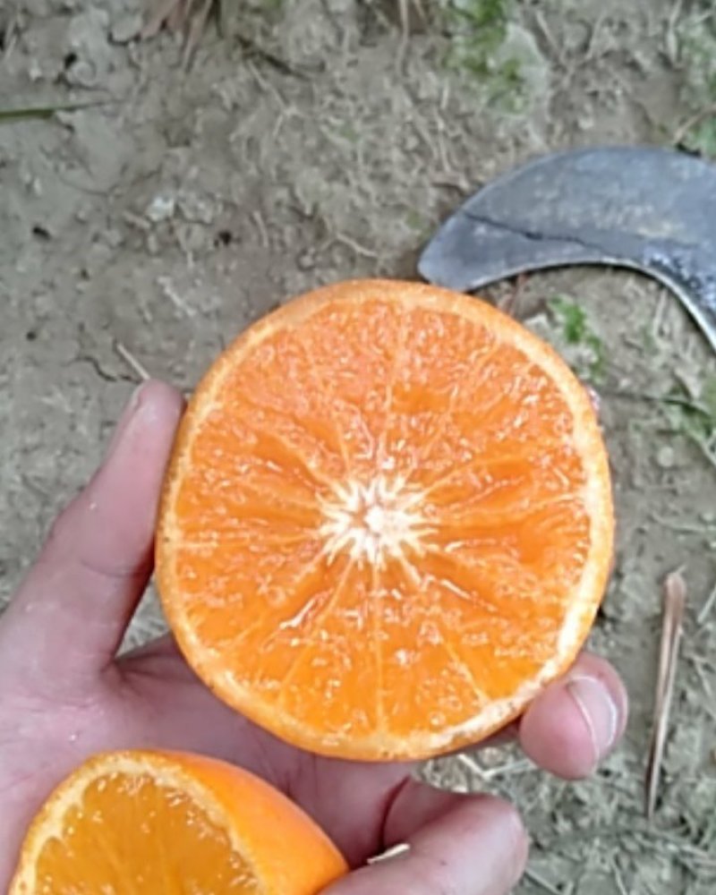正宗自家果园种植的沃柑果大皮薄肉厚多汁味道香甜