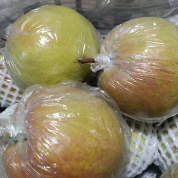 玉露香梨年前大量供应！有需要联系！