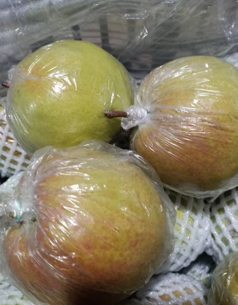 玉露香梨年前大量供应！有需要联系！