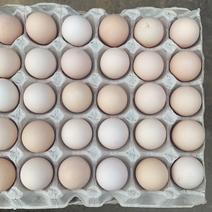 长期供应鲜鸡蛋寻求长期合作伙伴