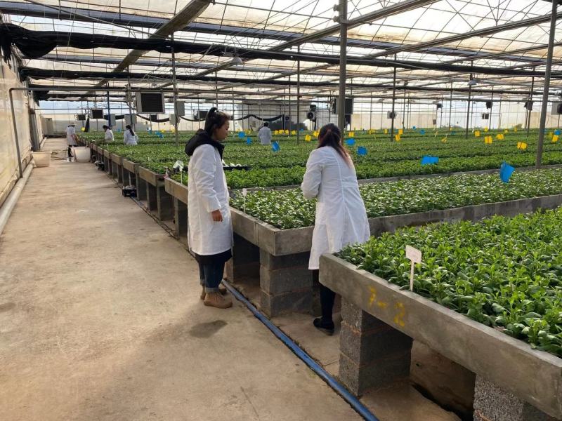 2021年金丝皇菊苗