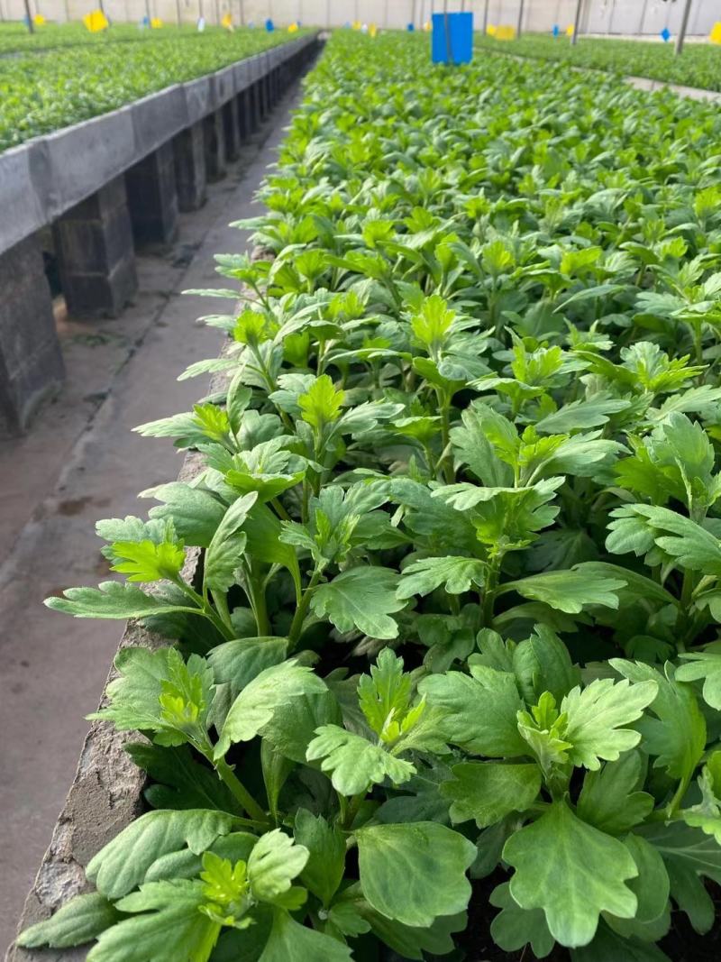 2021年金丝皇菊苗