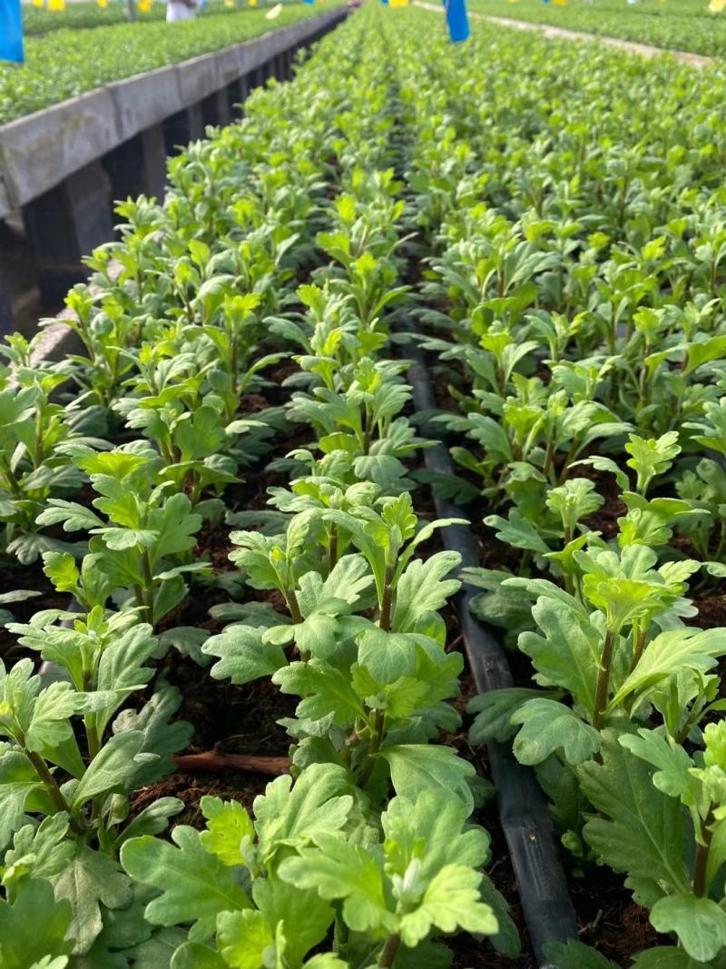 2021年金丝皇菊苗