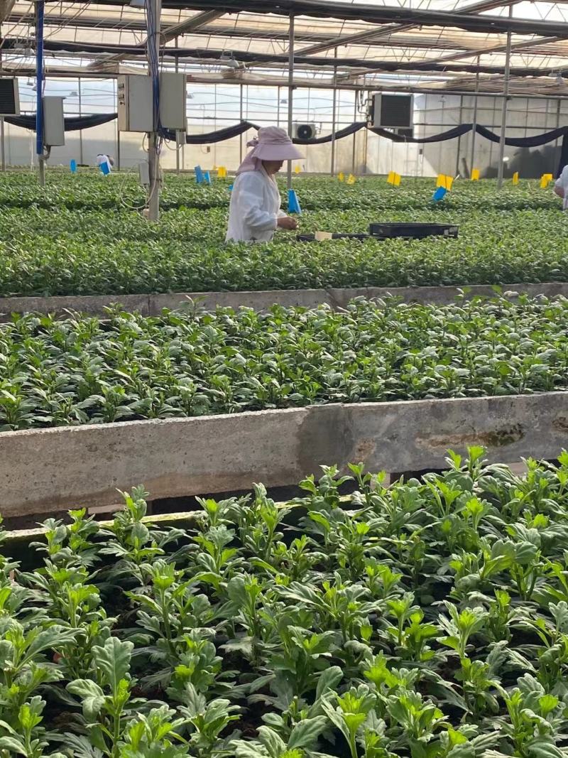 2021年金丝皇菊苗