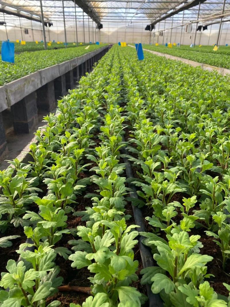 2021年金丝皇菊苗