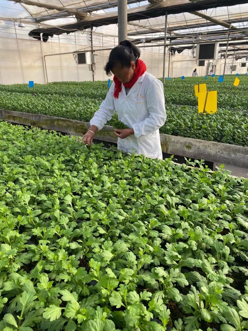 2021年金丝皇菊苗