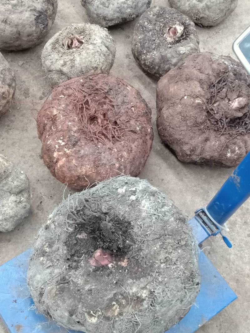 商品魔芋，种芋，种芋有一代种，二代种