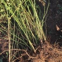 优质蔷薇蔷薇苗爬藤蔷薇爬藤月季保证成活